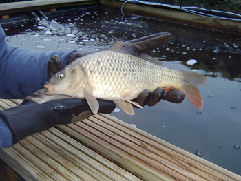 Common Carp