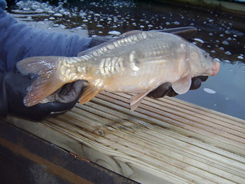 Mirror Carp